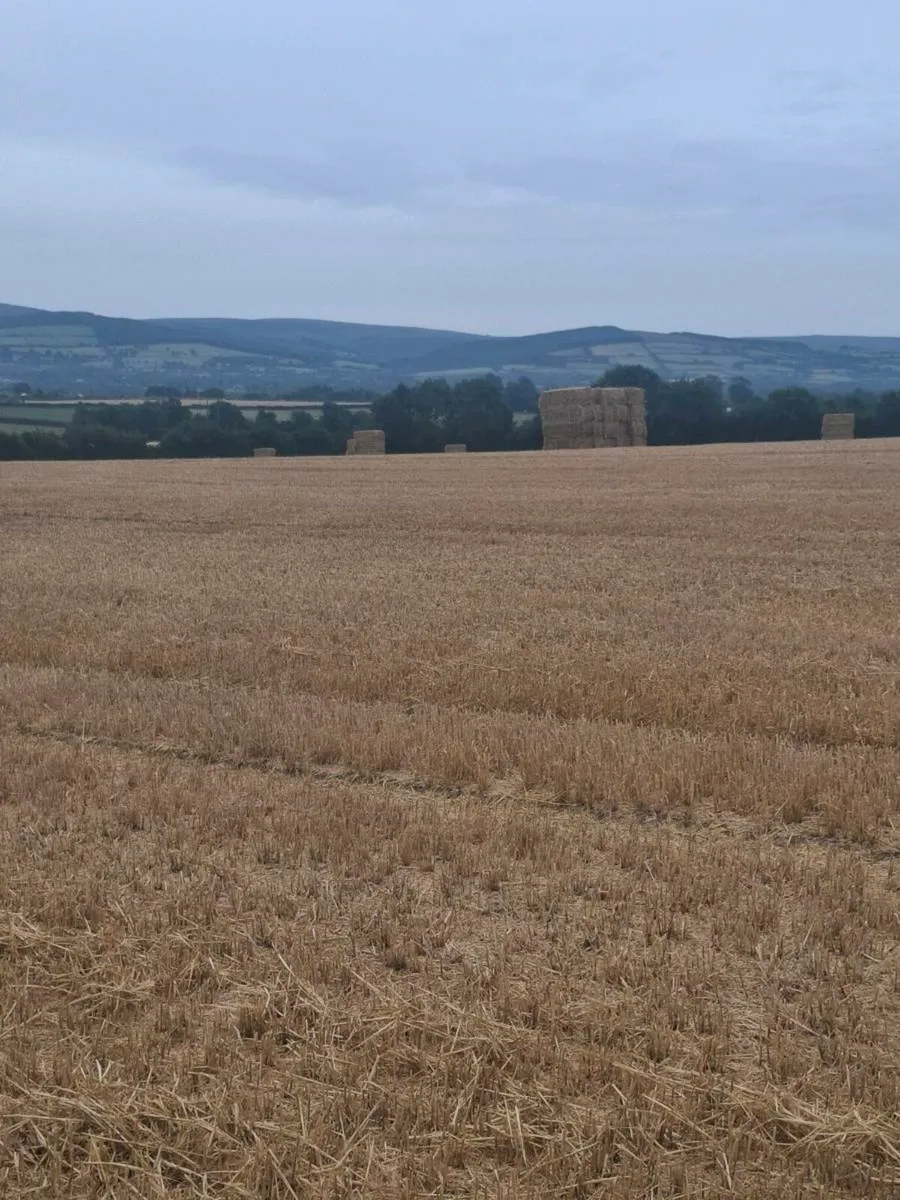 Barley and wheat straw - Image 4