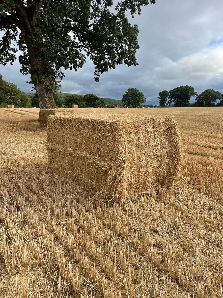 Straw - Image 1