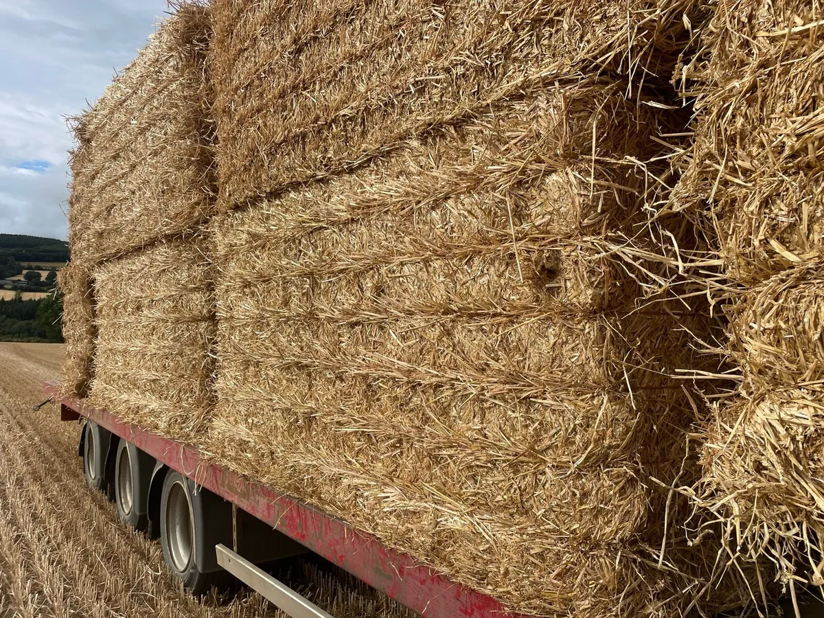 Straw - Image 2