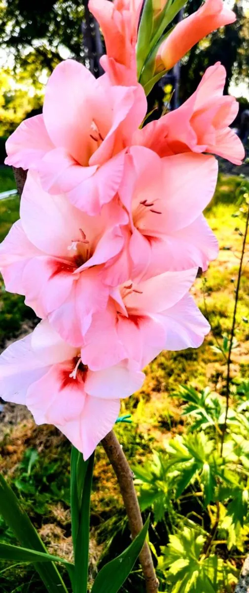 Gladiolus Maximus Pink Fancy