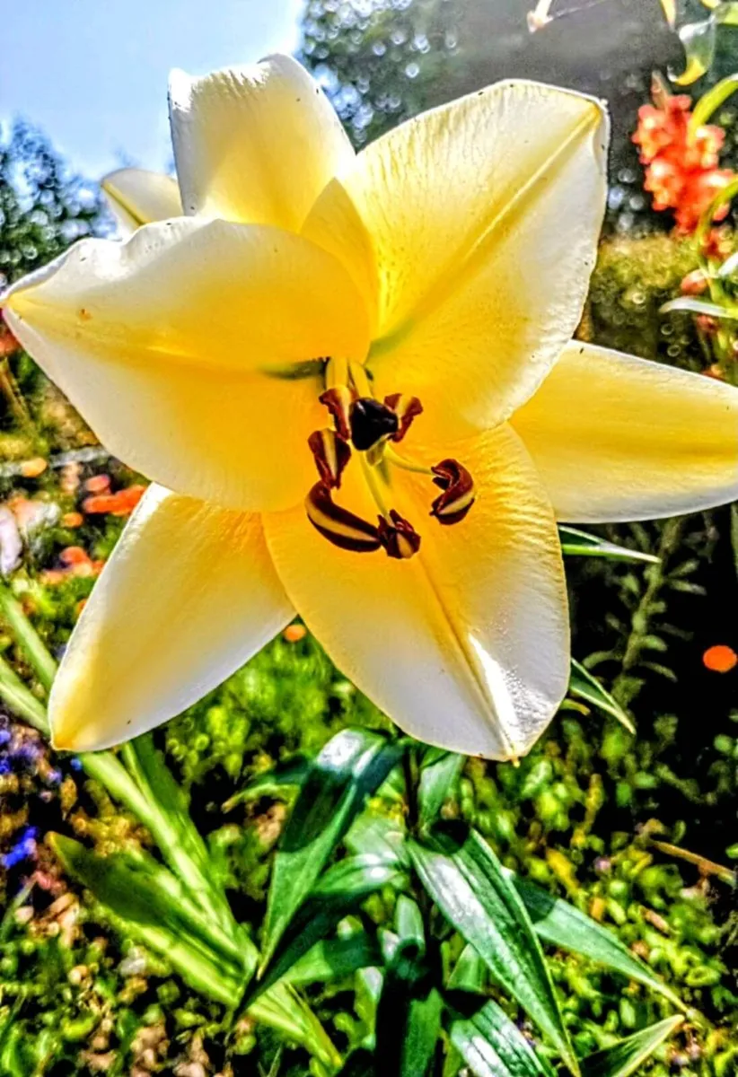 Lilium Conca d'Or