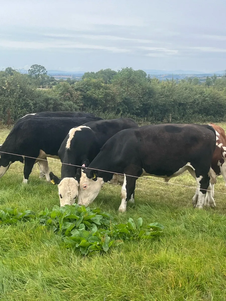 Cattle - Image 2