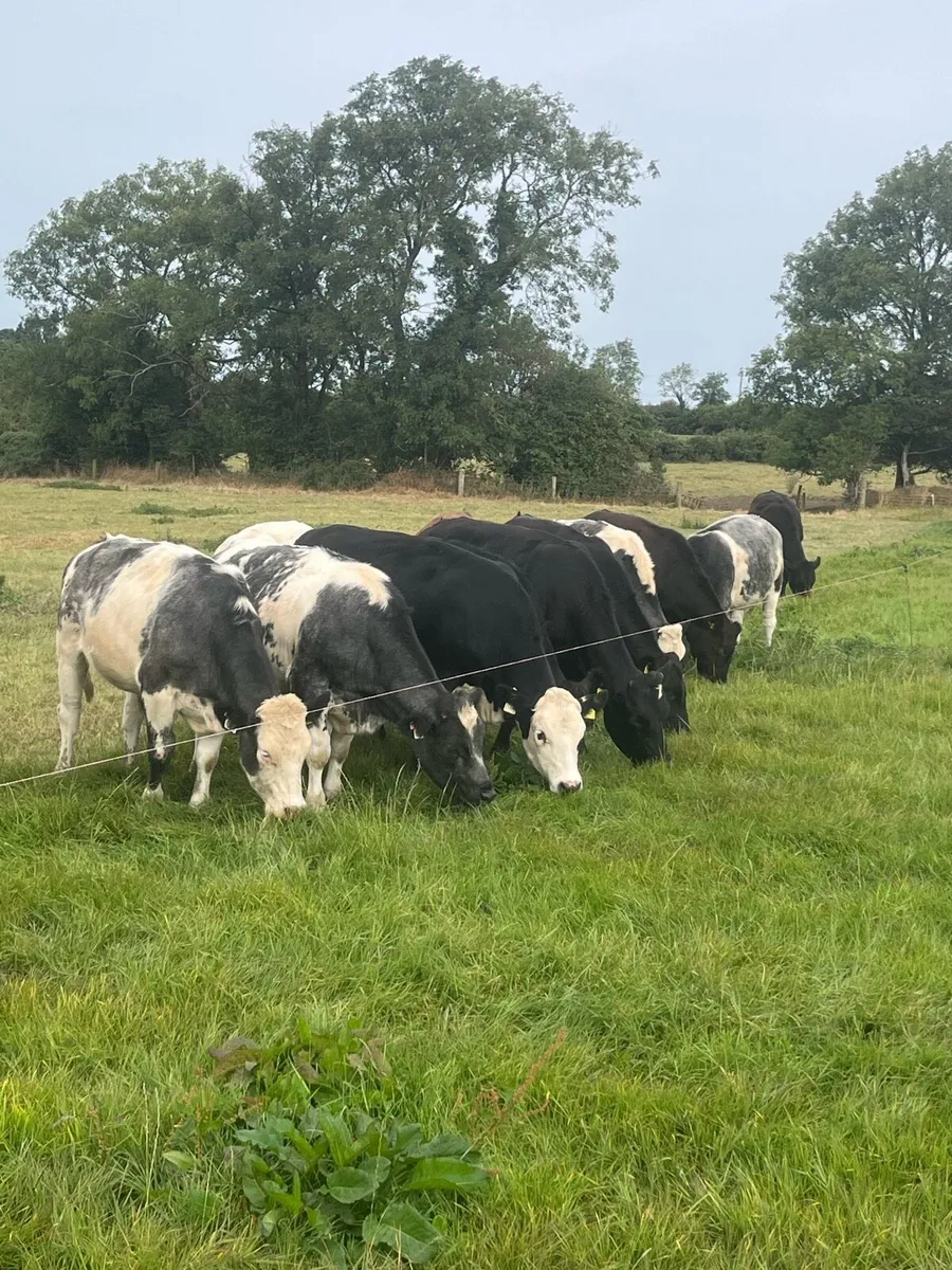 Cattle - Image 3