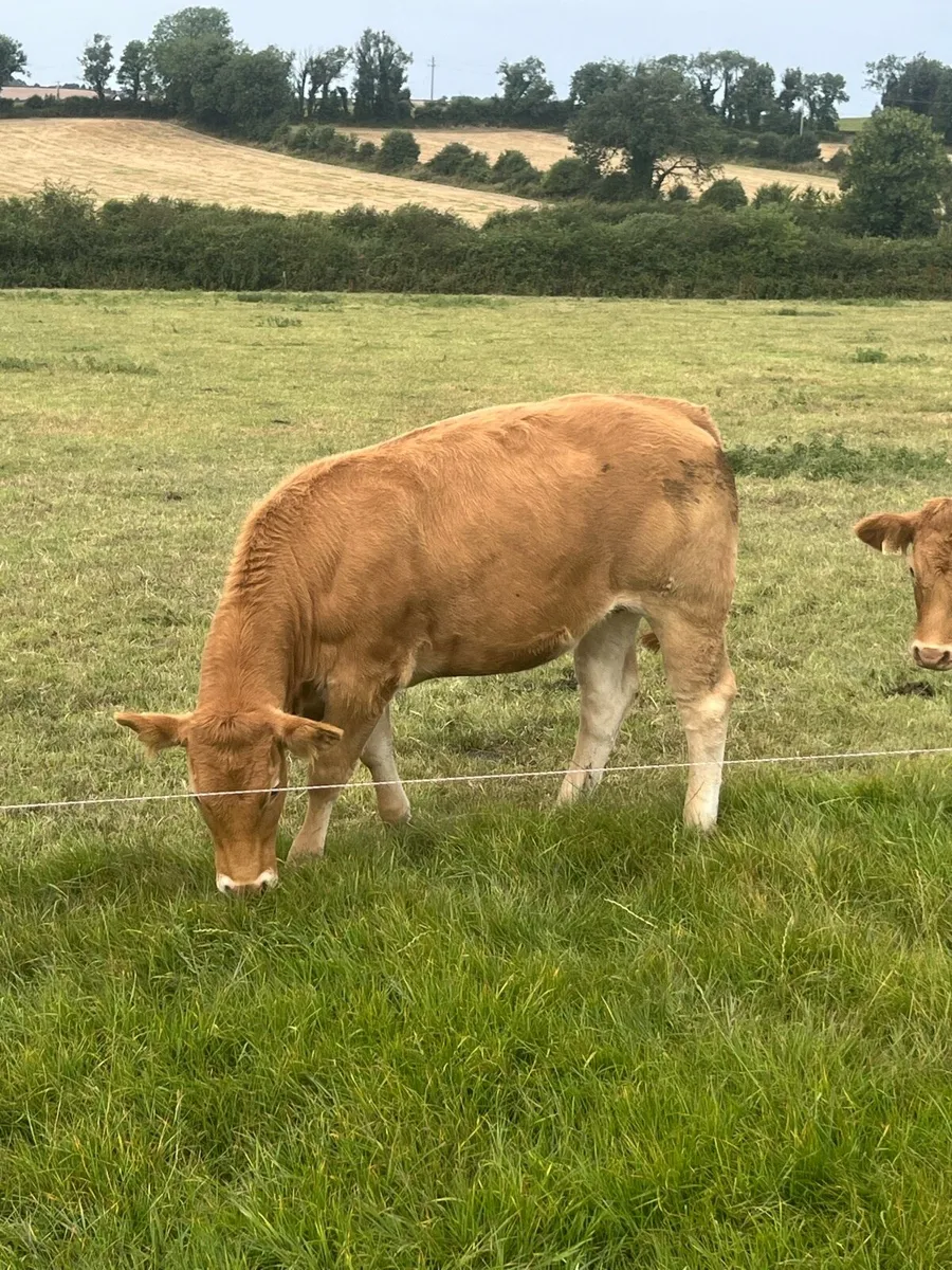 Cattle - Image 4
