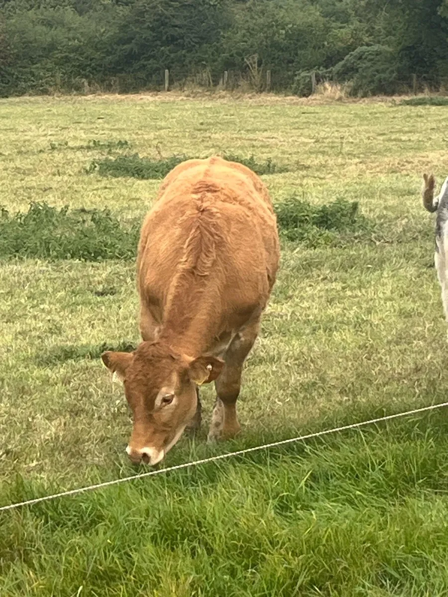 Cattle - Image 1