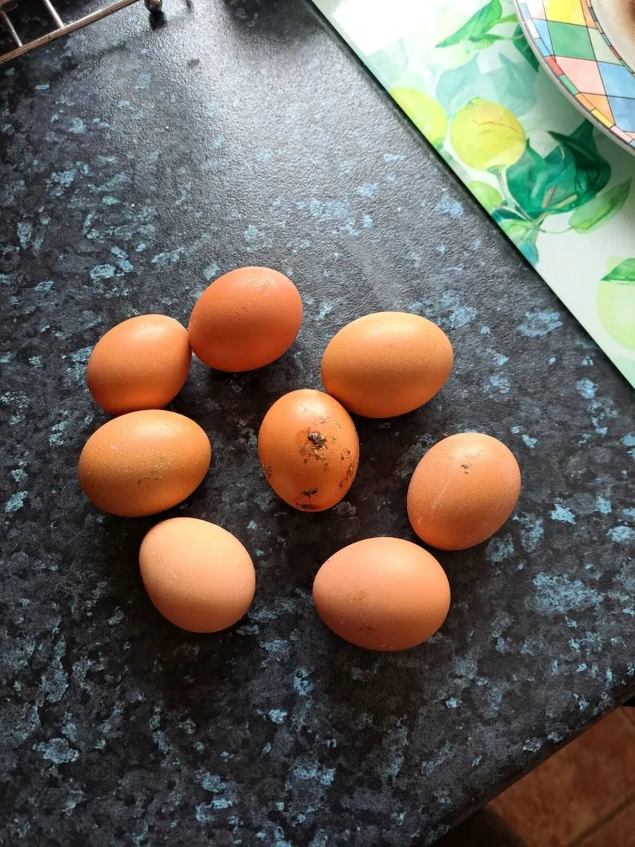 Hybrid Pullets & Hertiage breeds available - Image 3