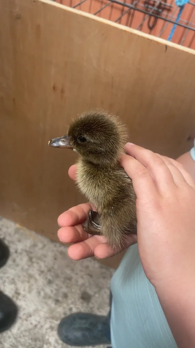 Ducklings - Image 1