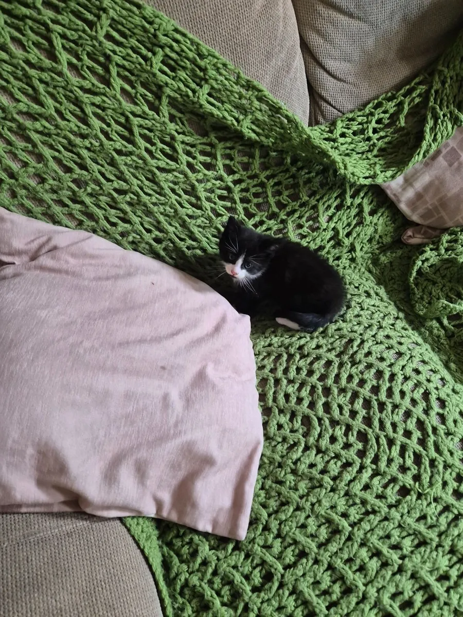 Kittens - Image 2
