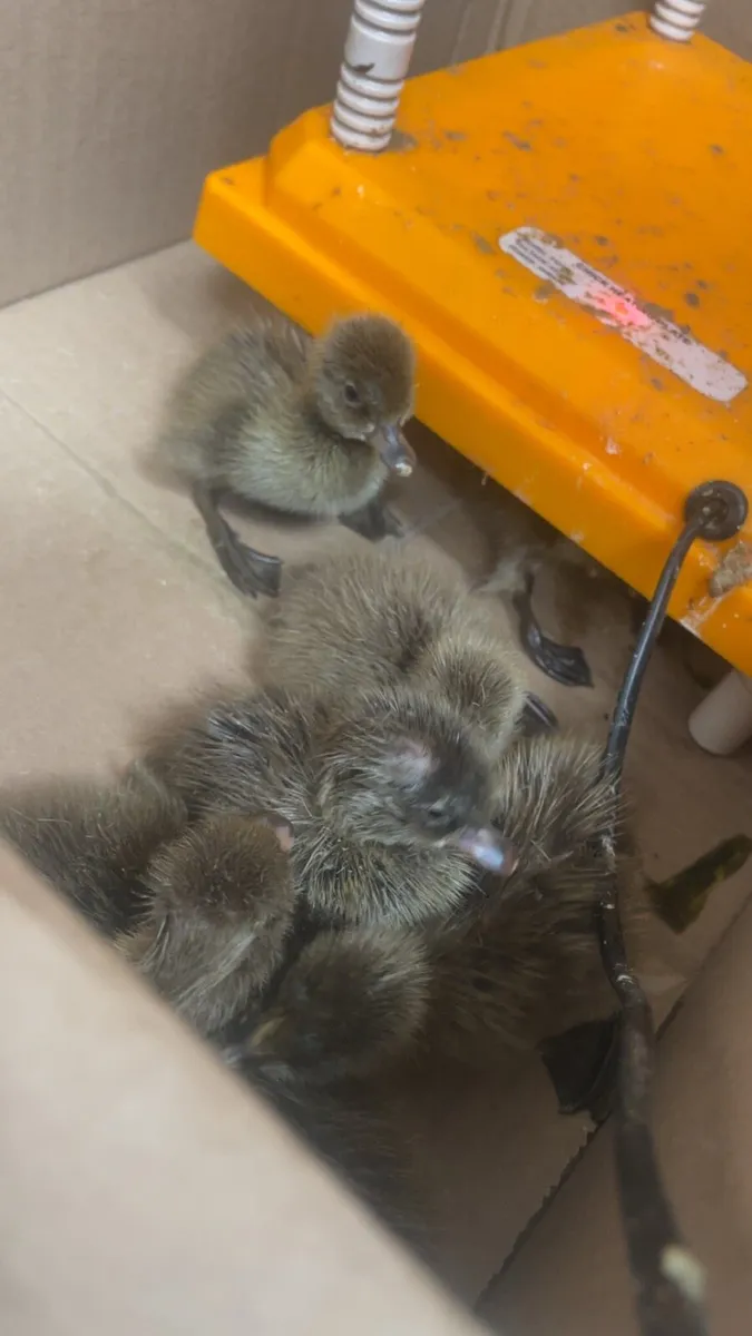 Ducklings - Image 2