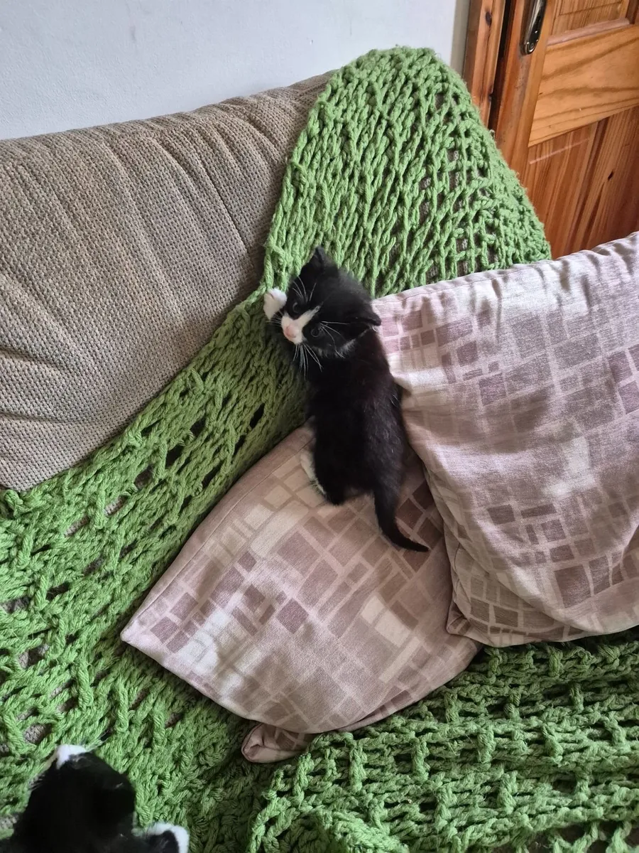Kittens - Image 1