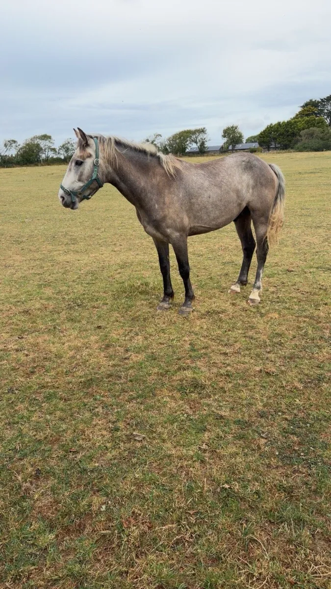 4 year old - Image 1