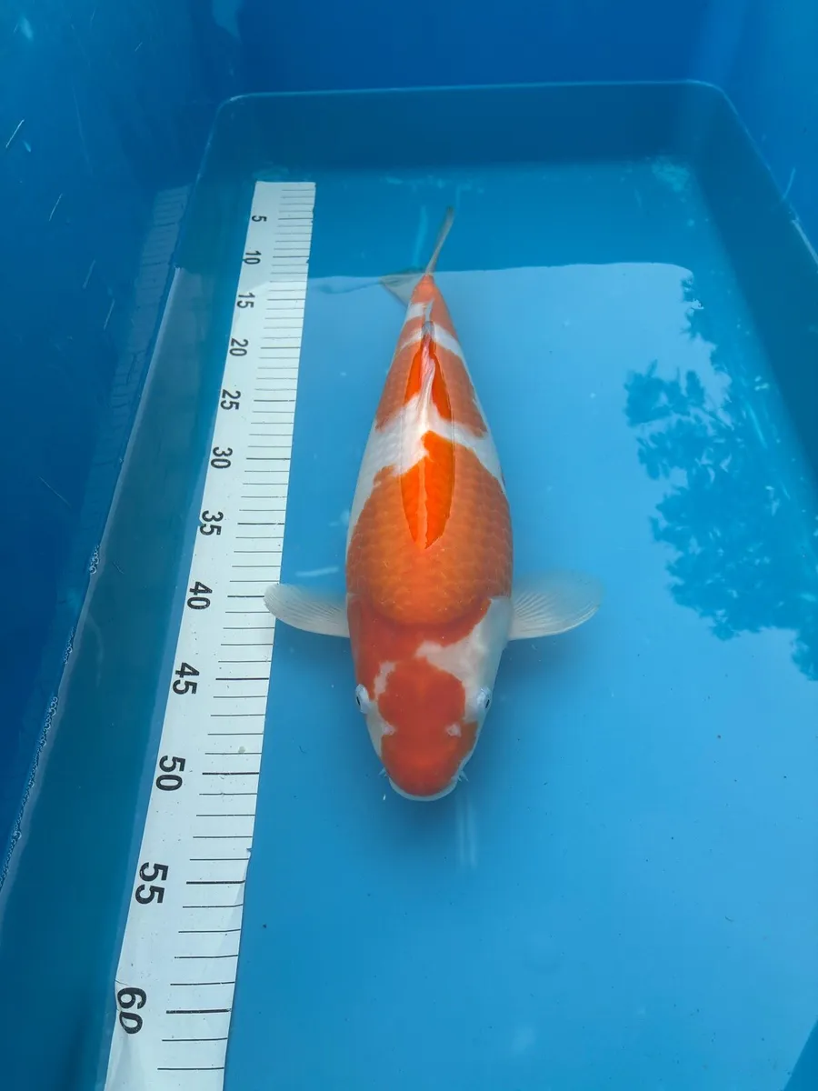 Large japanese koi - Image 1