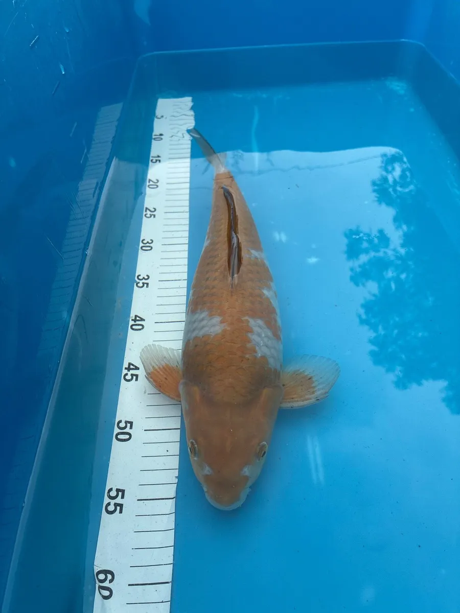 Large japanese koi - Image 2