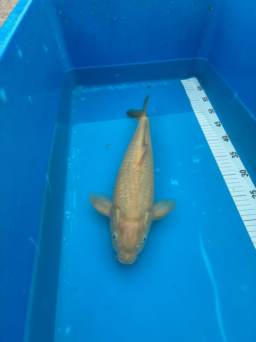 Large japanese koi - Image 3