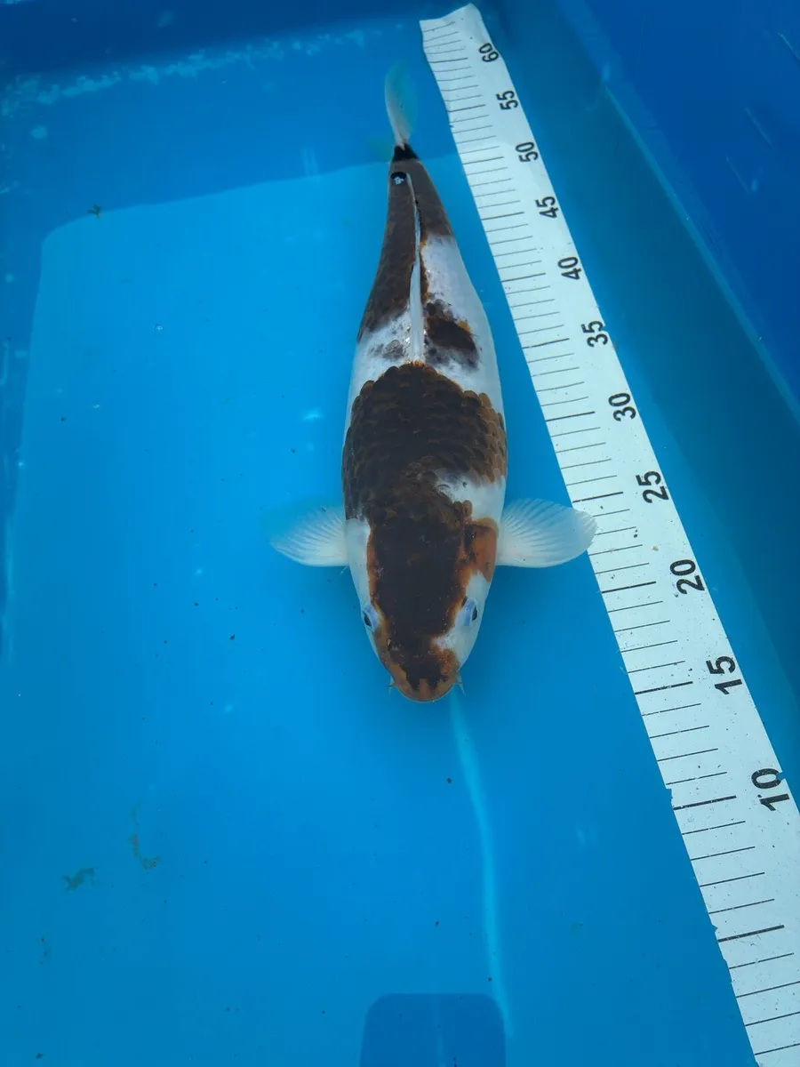 Large japanese koi - Image 4