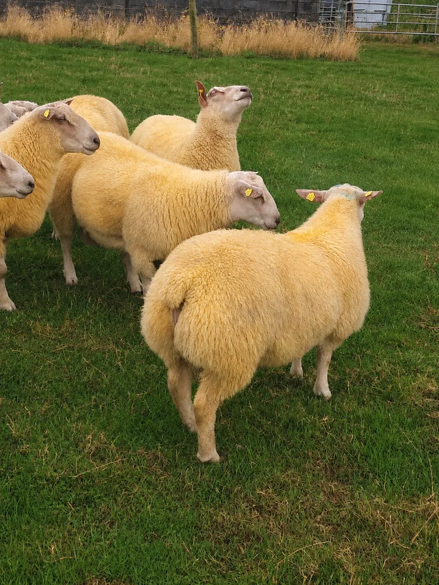 *PBR CHAROLLAIS RAMS* - Image 2