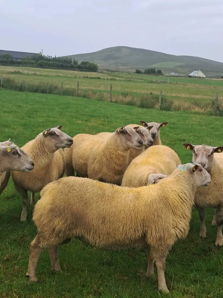 *PBR CHAROLLAIS RAMS* - Image 3