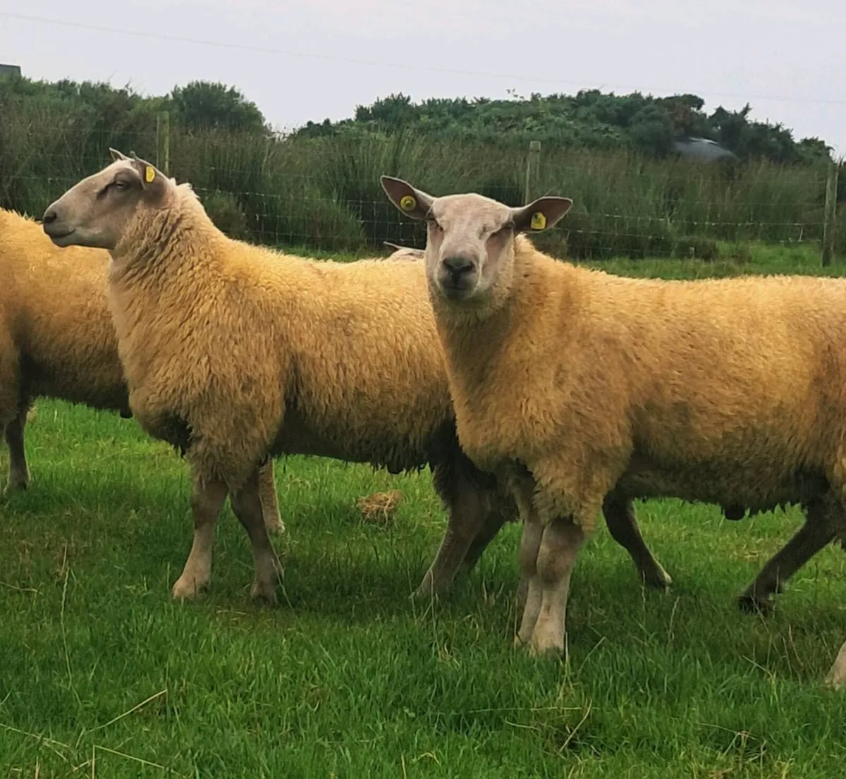 *PBR CHAROLLAIS RAMS* - Image 4