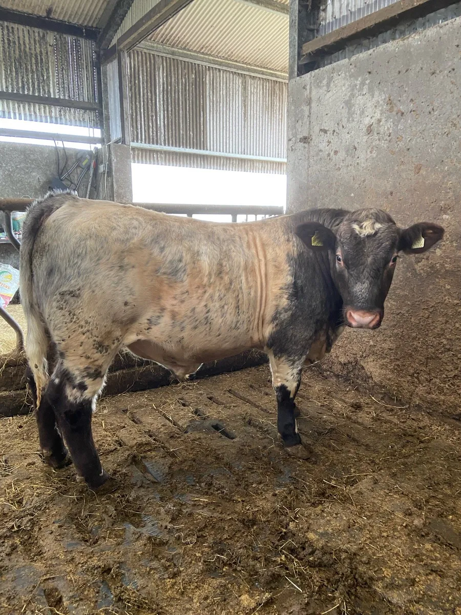 5*Shorthorn Bull for sale - Image 1