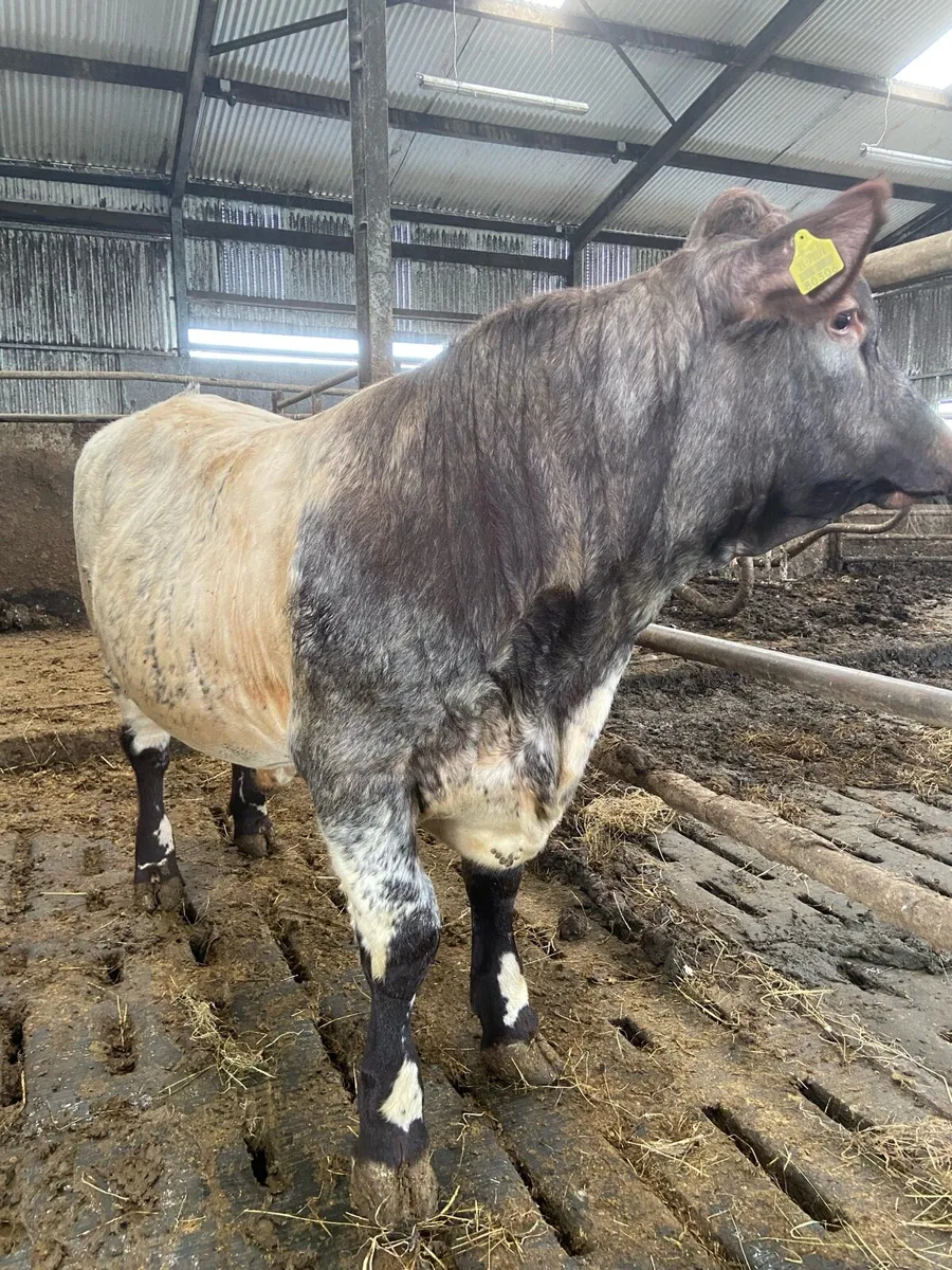 5*Shorthorn Bull for sale - Image 2