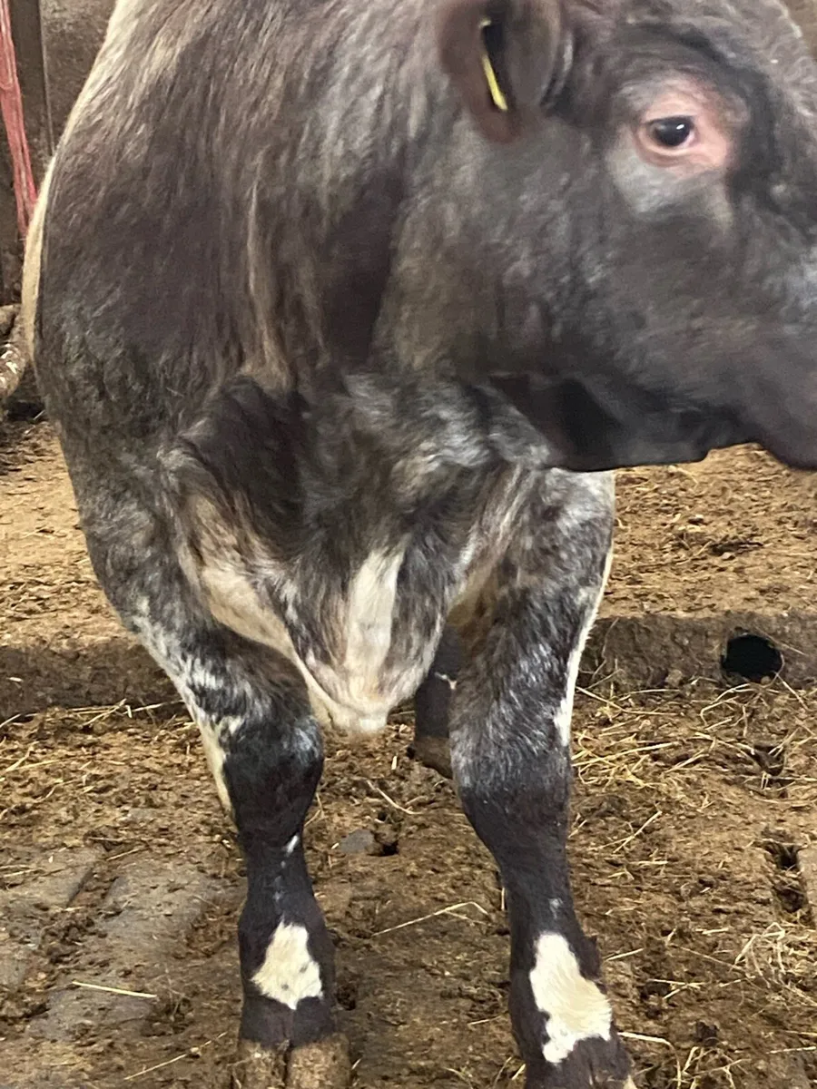 5*Shorthorn Bull for sale - Image 3