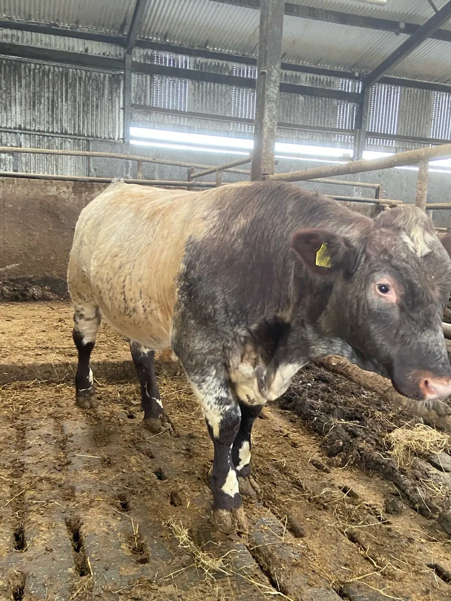 5*Shorthorn Bull for sale - Image 4