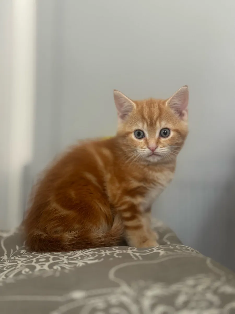 Kittens - Image 1
