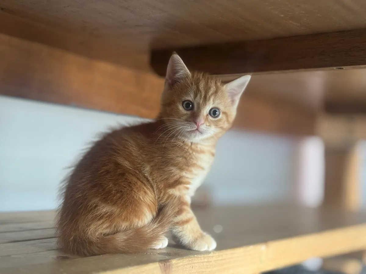 Kittens - Image 2