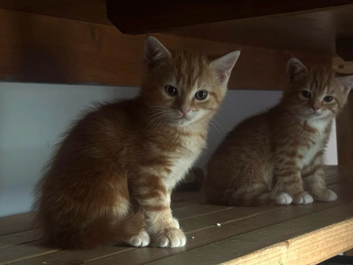 Kittens - Image 3