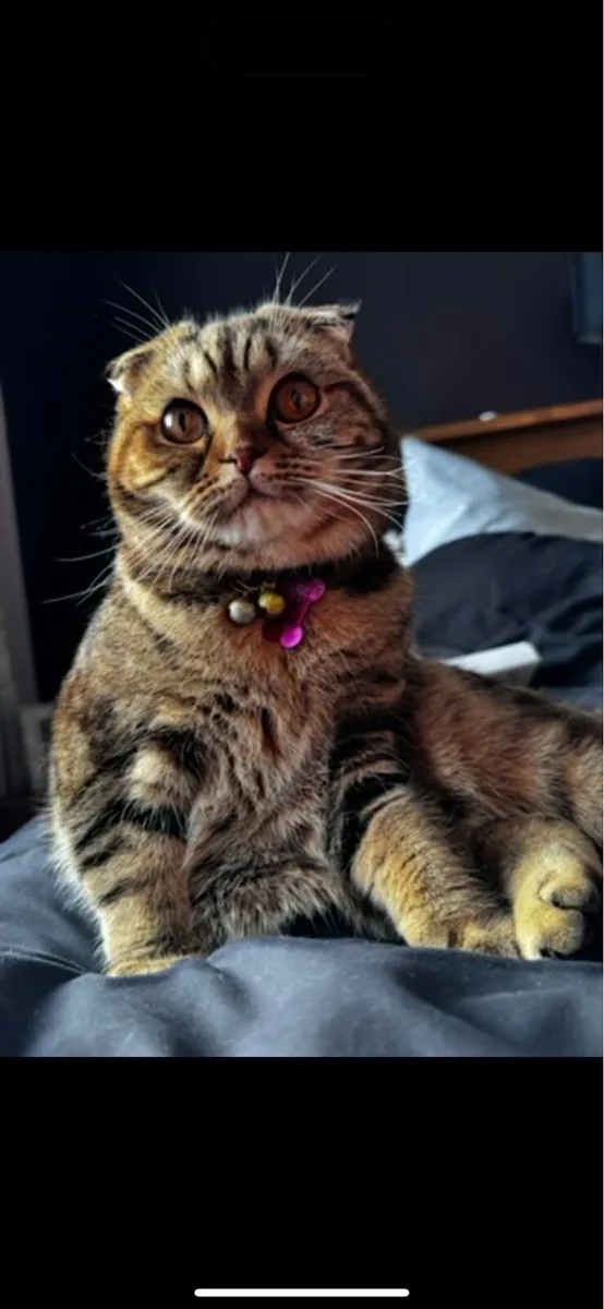 Kittens - Image 4