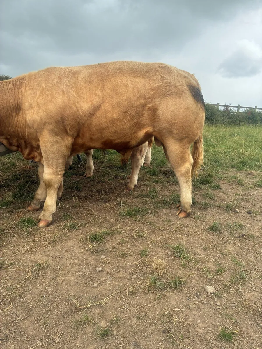 8 super bull weanlings - Image 1
