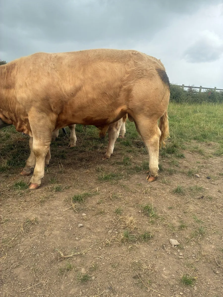 8 super bull weanlings - Image 2
