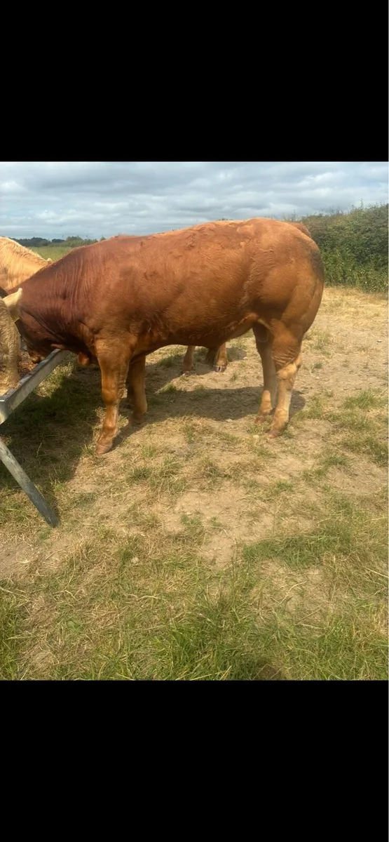 8 super bull weanlings - Image 3