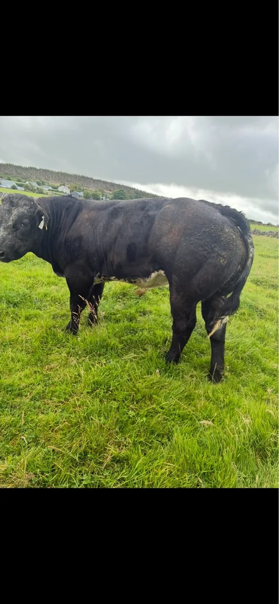 8 super bull weanlings - Image 4