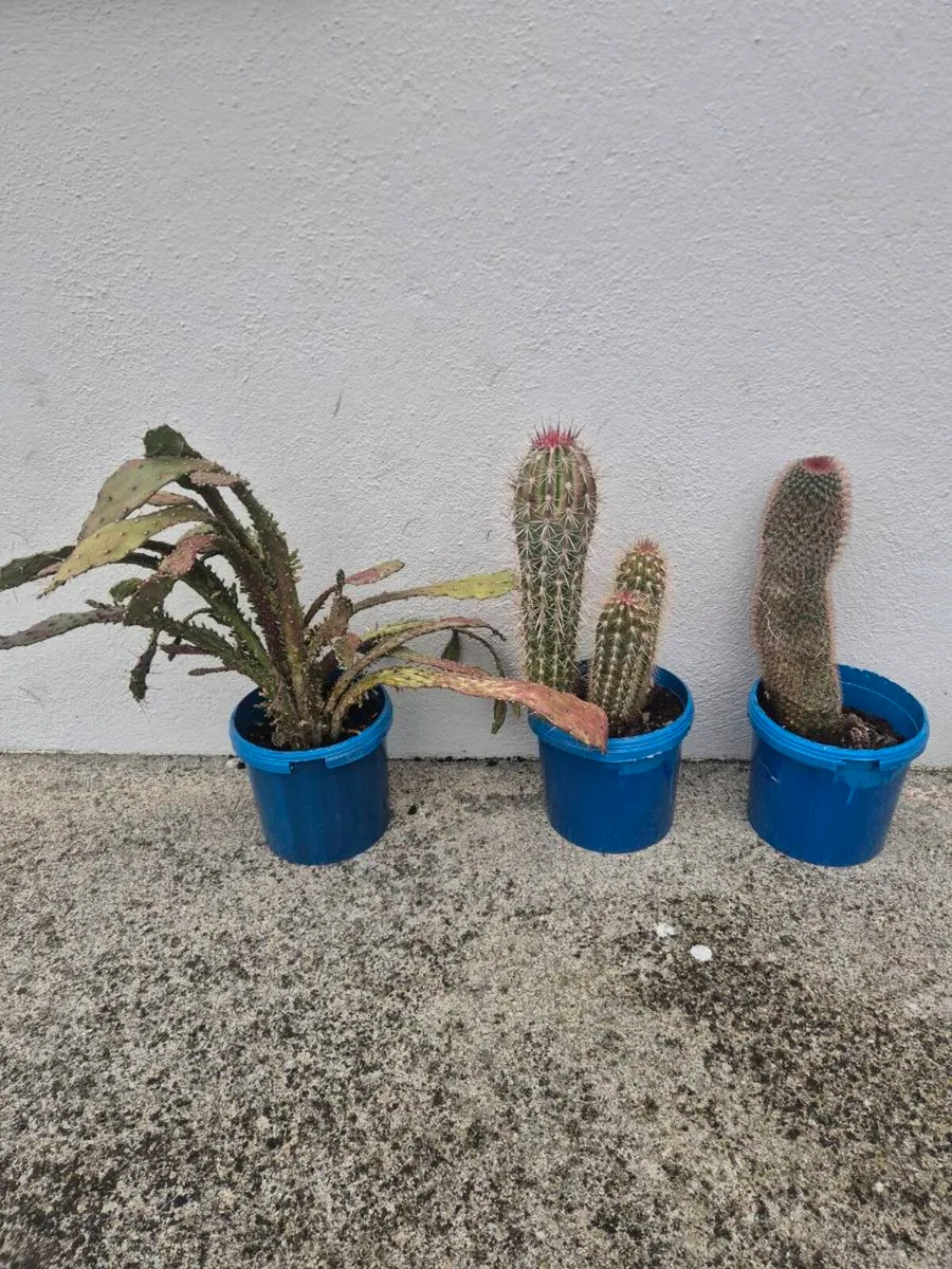 Cactus /cacti - Image 1