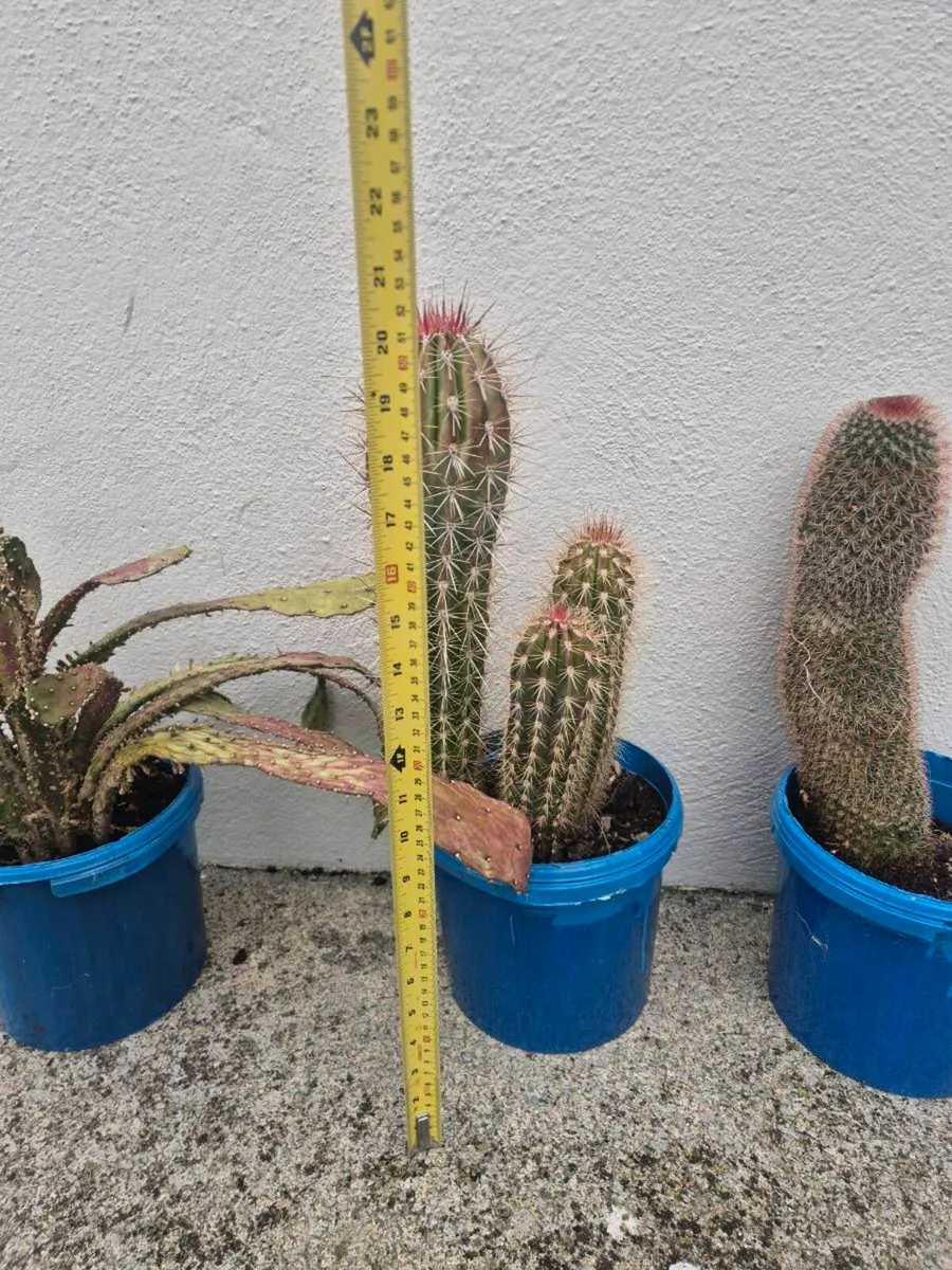 Cactus /cacti - Image 2
