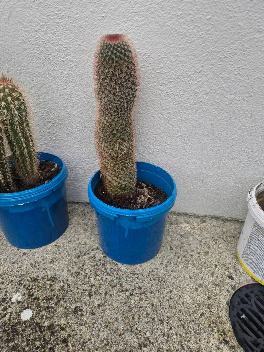 Cactus /cacti - Image 3