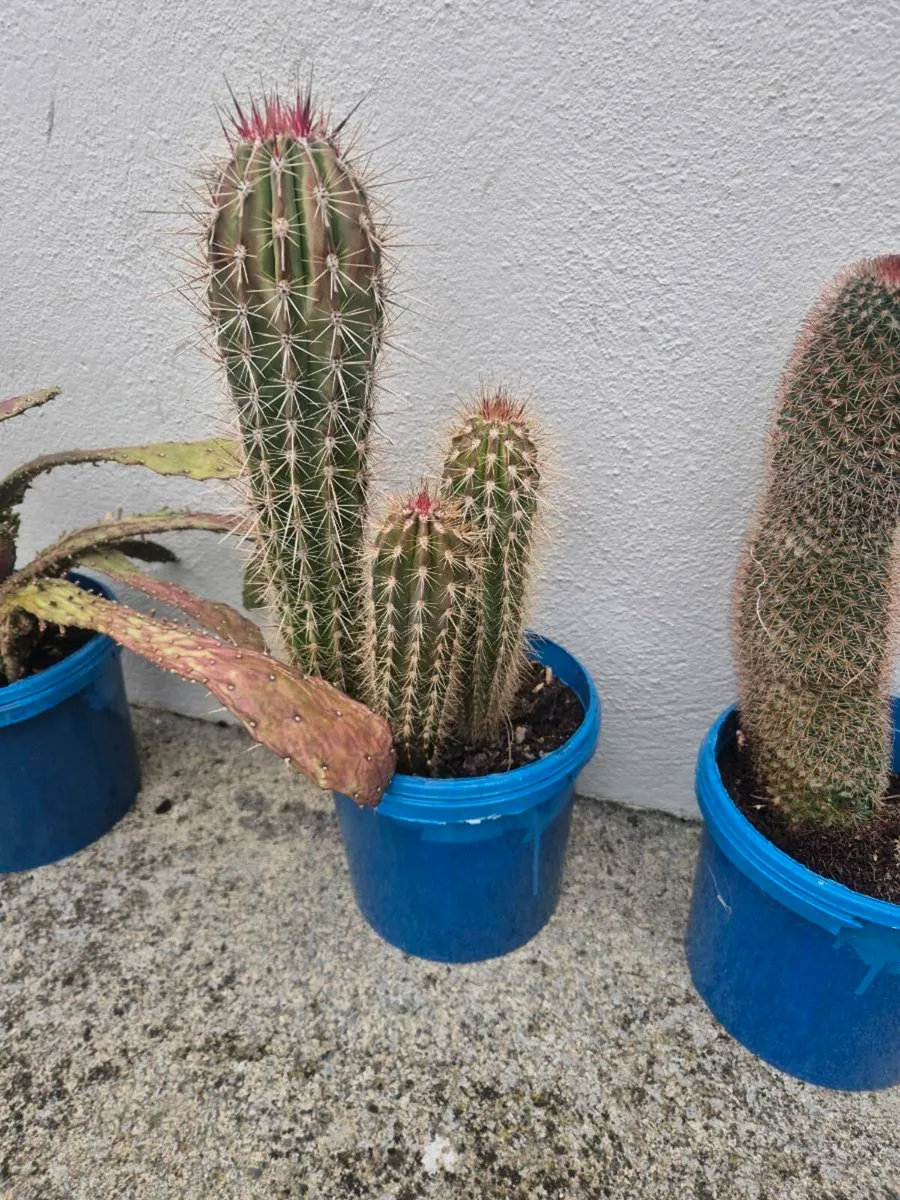 Cactus /cacti - Image 4