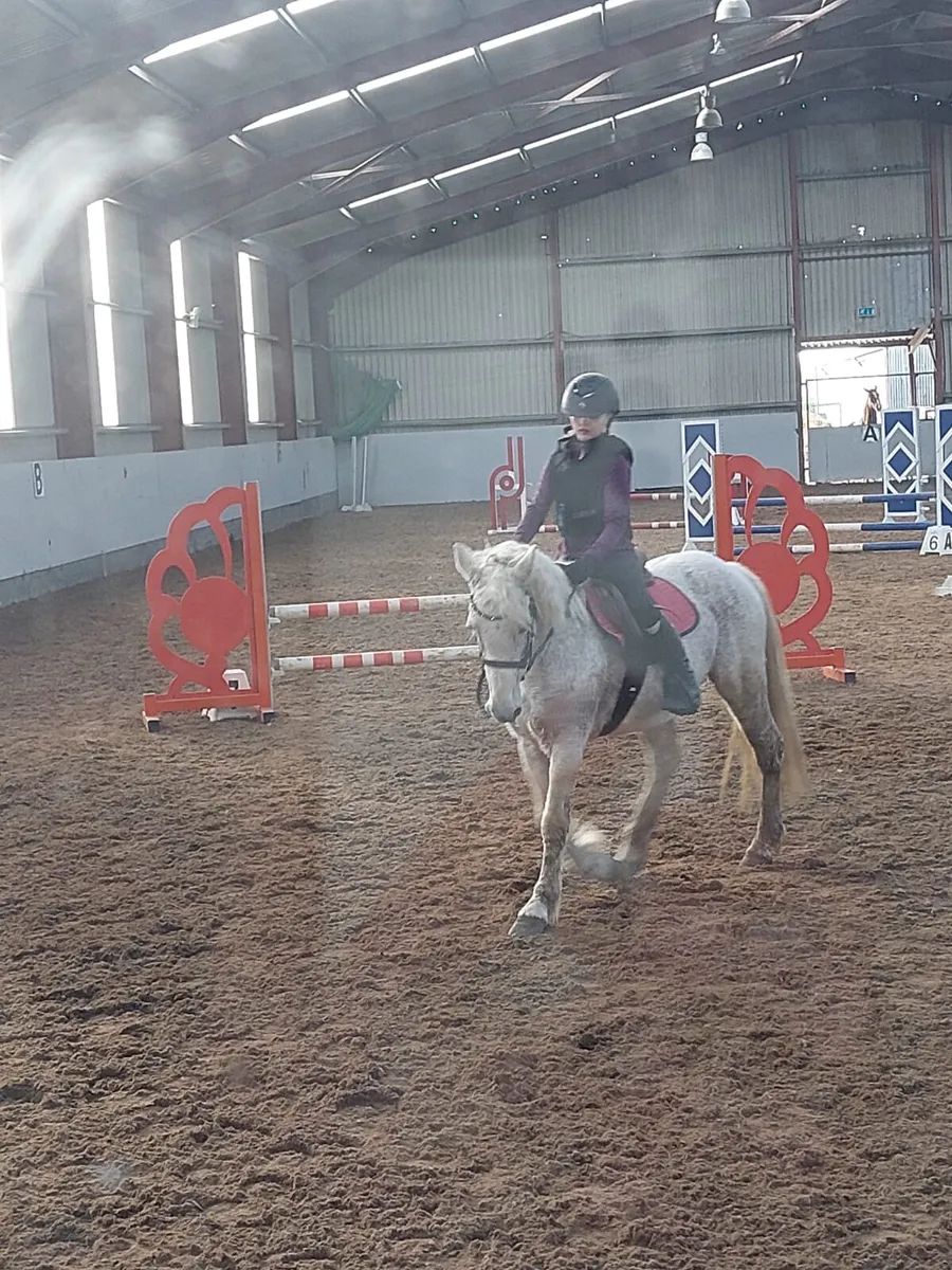 14 hand pony - Image 1