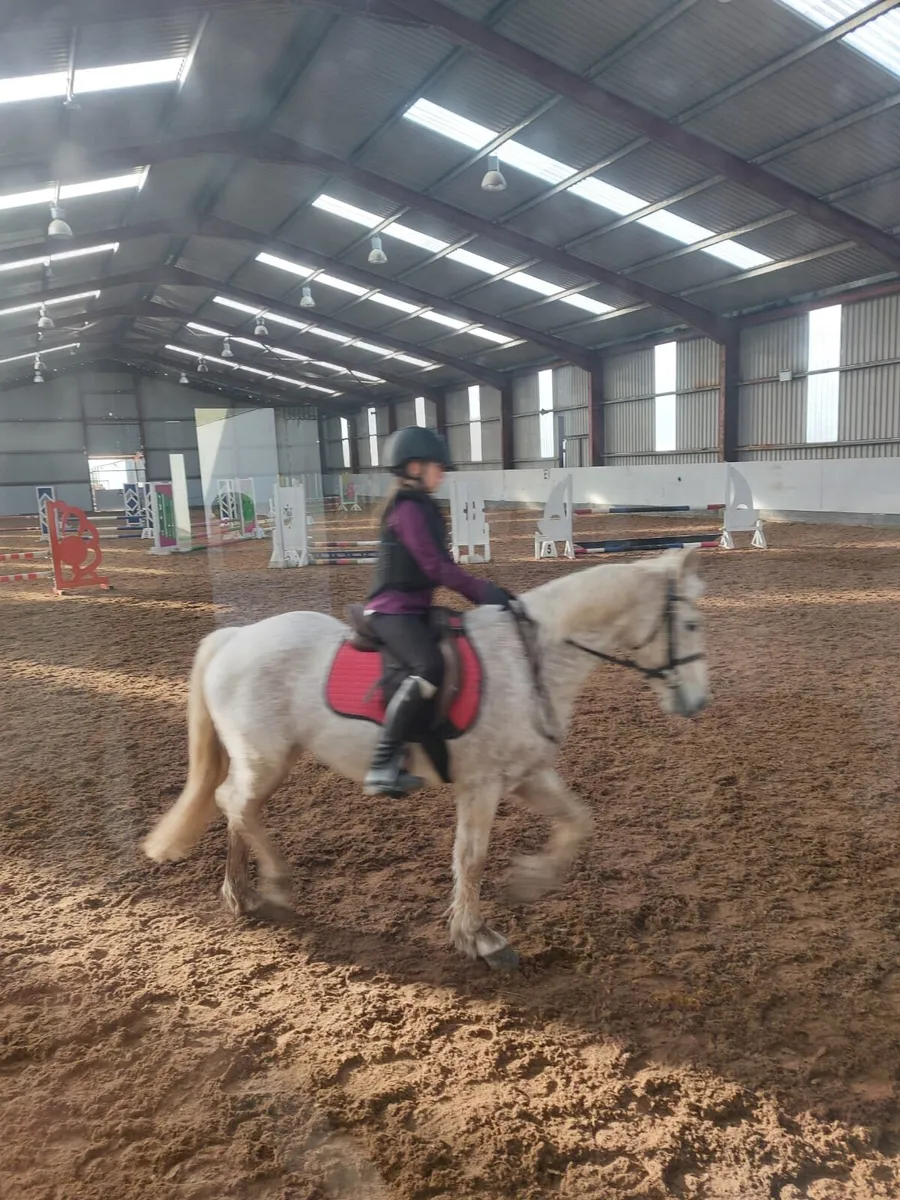 14 hand pony - Image 4