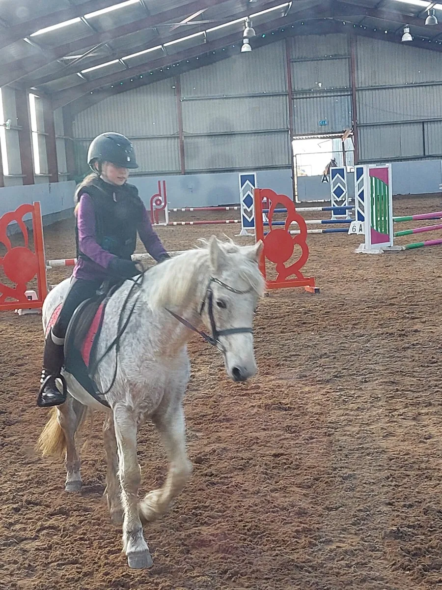 14 hand pony - Image 2