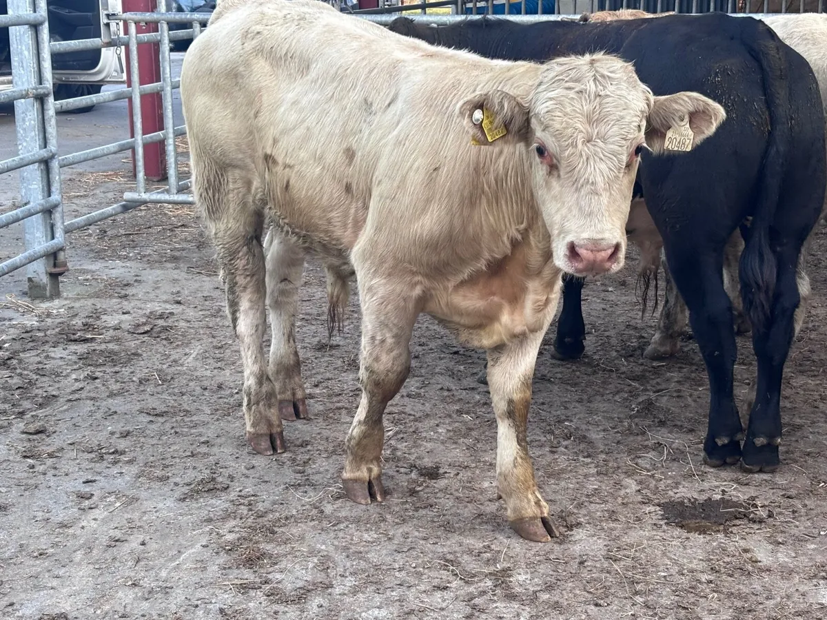 4 smashing continental bull Weanlings for sale - Image 2