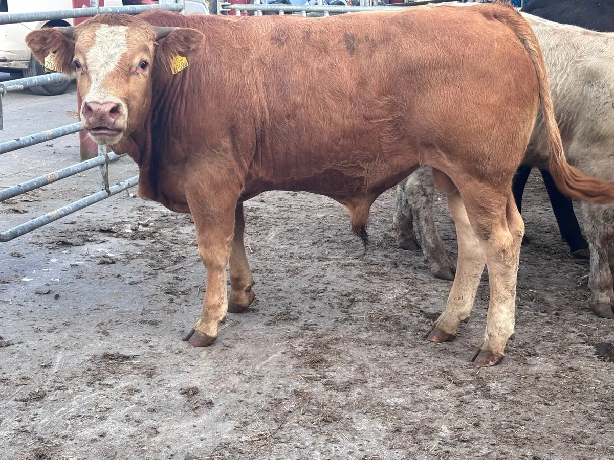 4 smashing continental bull Weanlings for sale - Image 1