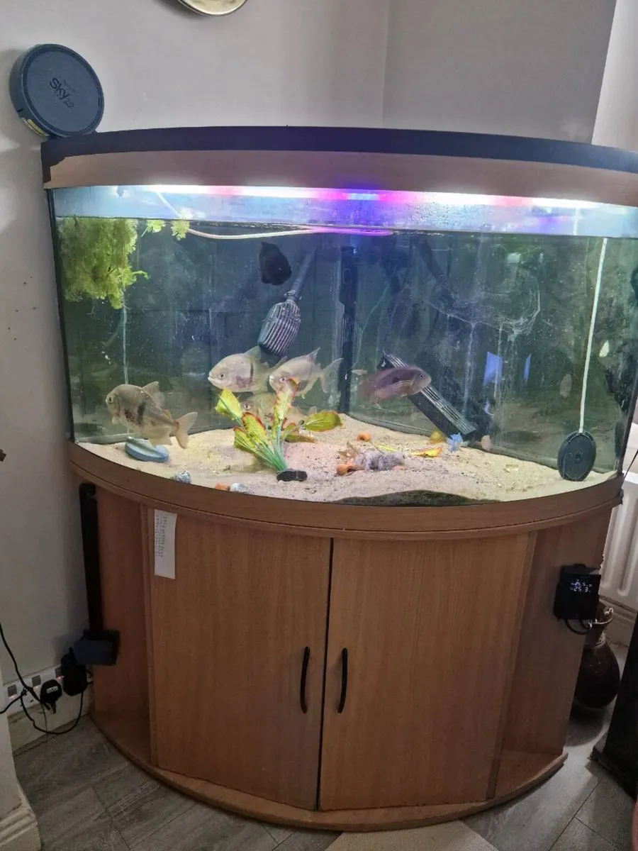 Juwel 350L Aquarium with FX4 filter - Image 2