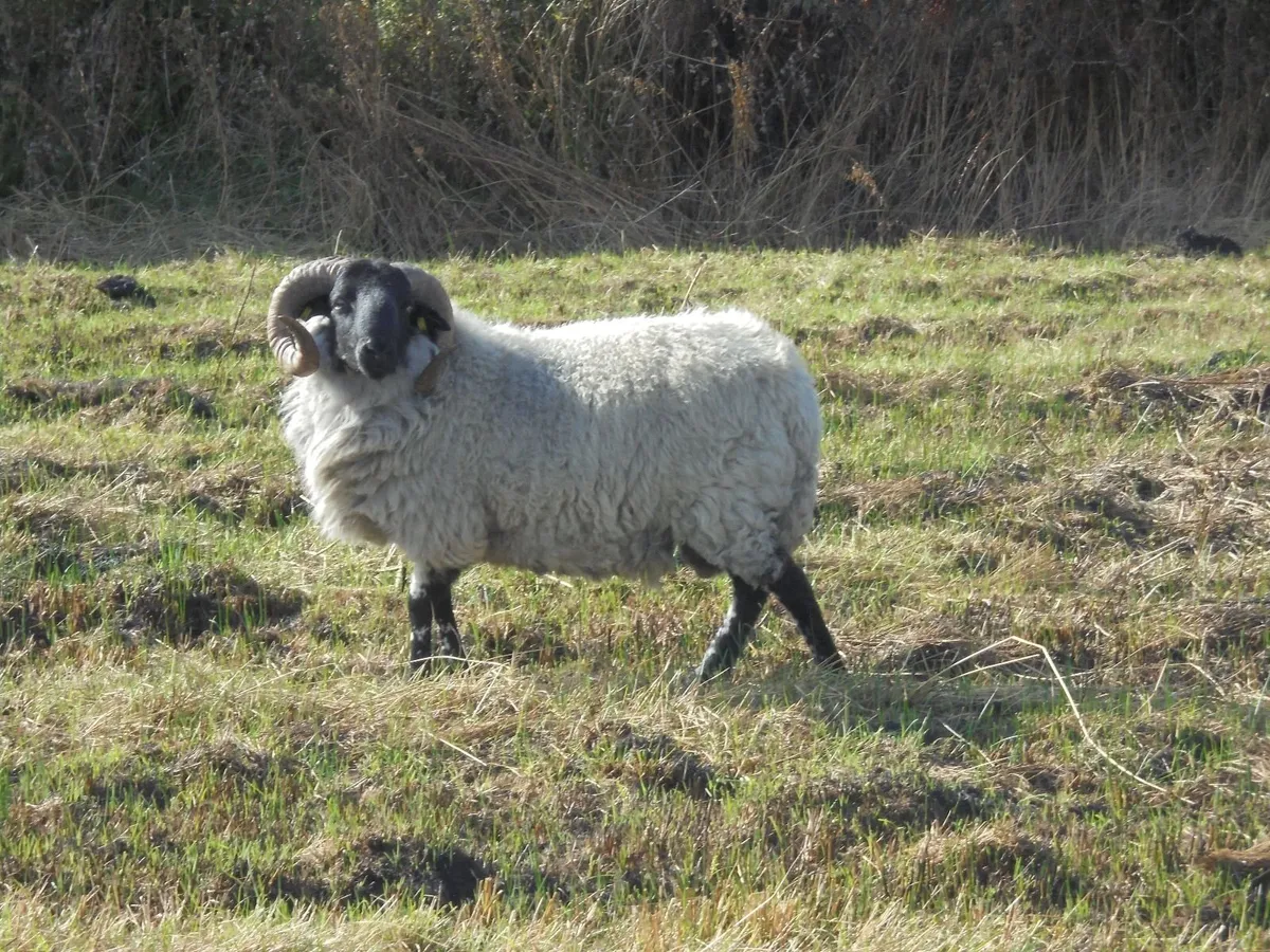 Teaser Ram's - Image 4