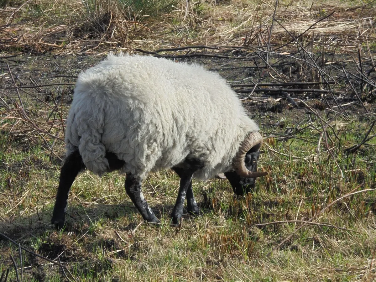 Teaser Ram's - Image 3