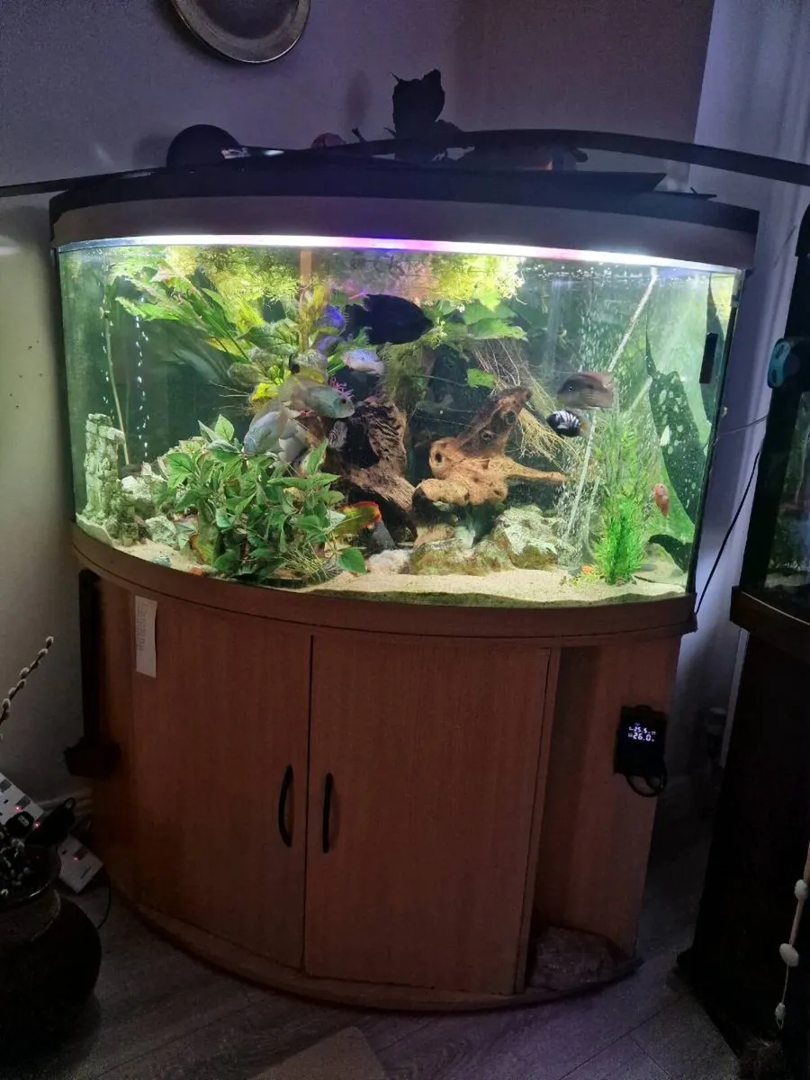 Juwel 350L Aquarium with FX4 filter - Image 1