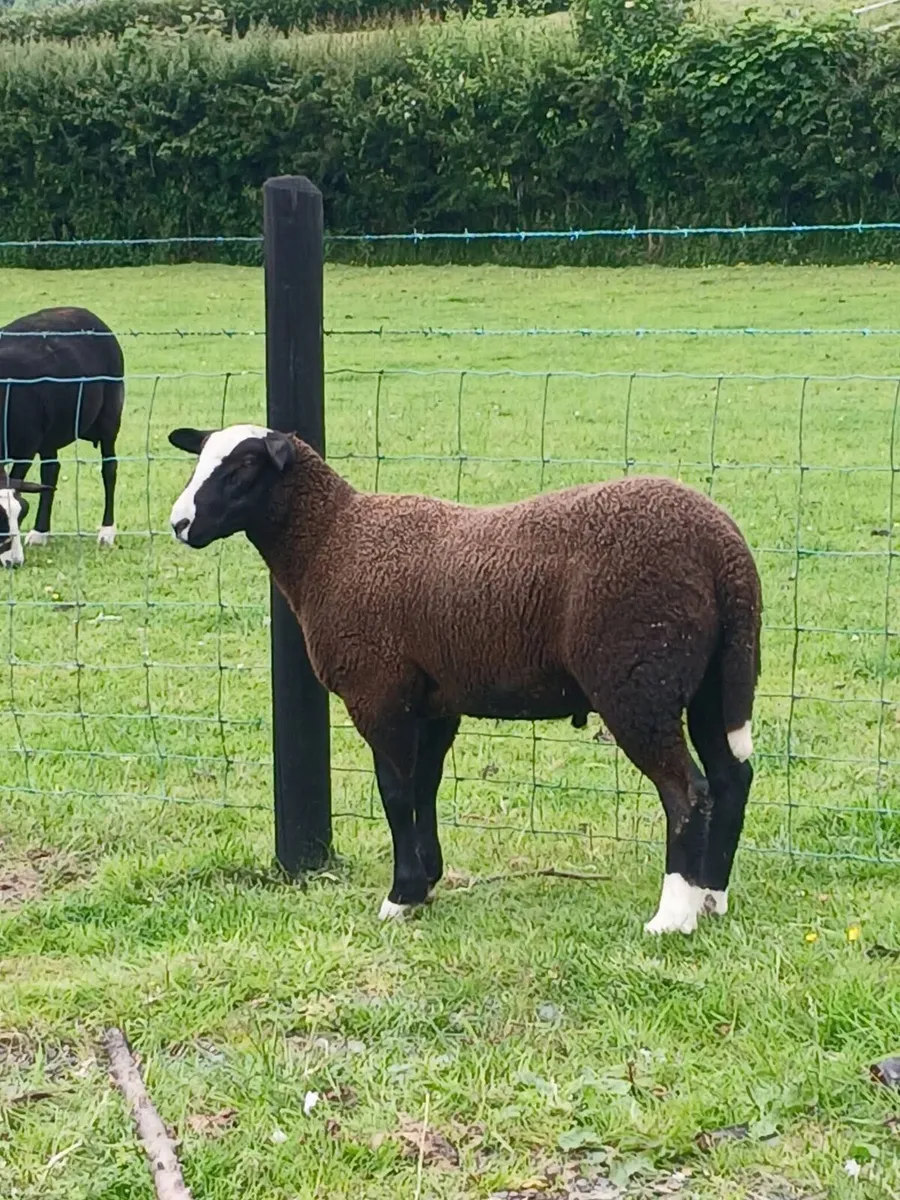 PBNR Zwartble ram lambs - Image 1