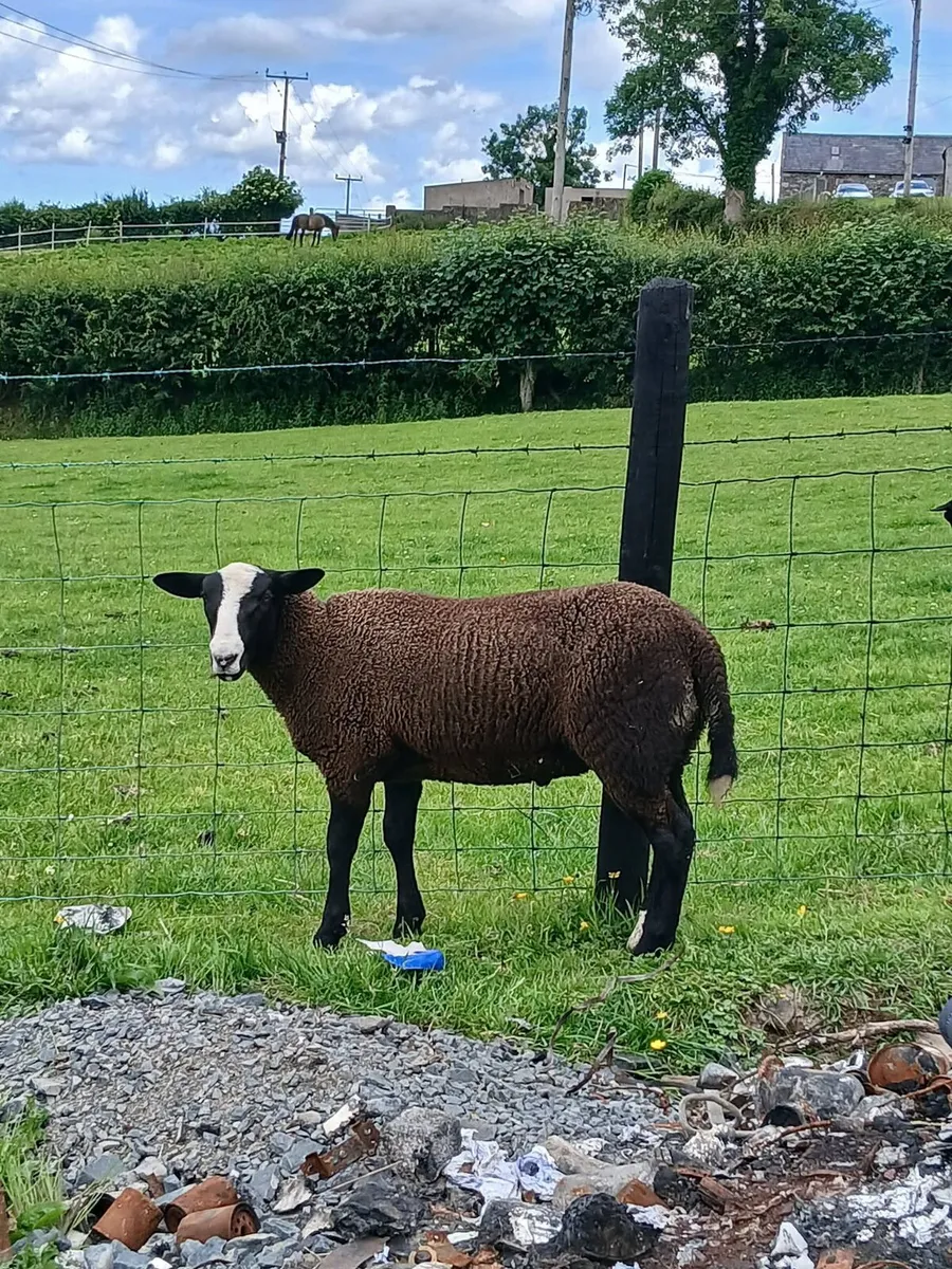 PBNR Zwartble ram lambs - Image 2