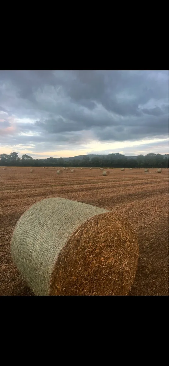 Pea straw